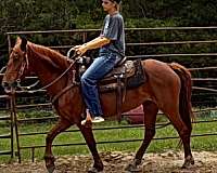 beginner-safe-paso-fino-horse