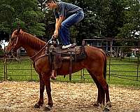 confidence-paso-fino-horse
