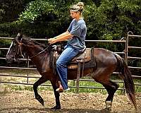 deposit-paso-fino-horse