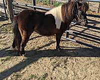 black-pinto-cutting-horse