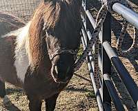 black-pinto-harness-horse