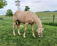 palomino-gelding-for-sale