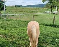 13-hand-quarter-horse-gelding