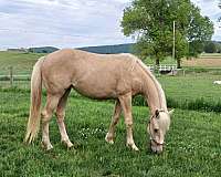 palomino-quarter-horse-for-sale