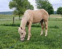 13-hand-quarter-horse