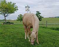 13-hand-palomino-horse