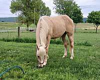 13-hand-gelding