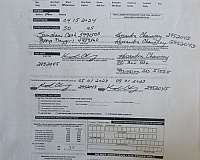 aqha-quarter-horse