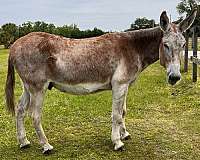 red-roan-beginner-donkey