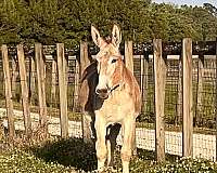 red-roan-driving-donkey