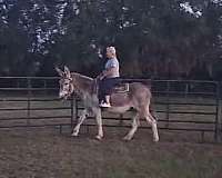 red-roan-husband-safe-donkey