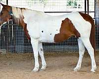 buy-paint-pony