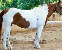 good-with-farrier-paint-pony