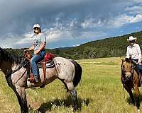 bay-roan-small-star-both-hind-anklets-horse