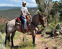 foundation-certified-quarter-horse