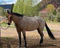 small-star-both-hind-anklets