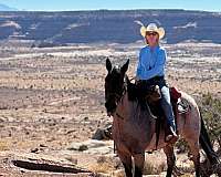 foundation-certified-horse