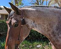 educated-mare