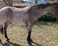 smoke-mare