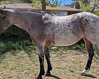 all-around-quarter-horse