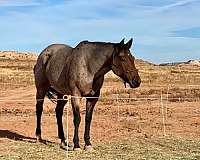 and-loads-quarter-horse