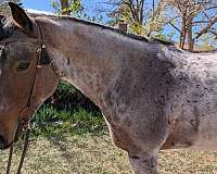 small-star-both-hind-anklets-horse