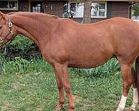 bred-westphalian-horse
