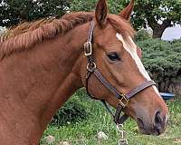 canter-westphalian-horse