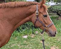and-loads-westphalian-horse