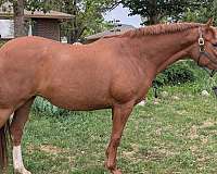 change-westphalian-horse