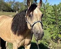 quarter-horse-gelding
