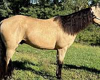 quarter-horse-for-sale