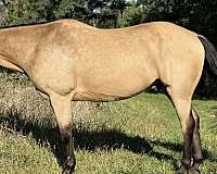 quarter-horse