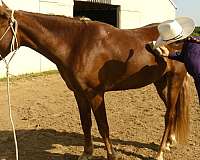 flaxen-mane-rocky-mountain-horse