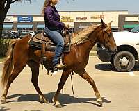 gaited-rocky-mountain-horse