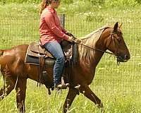 ranch-rocky-mountain-horse
