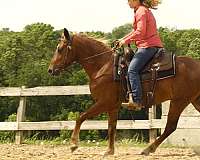 ridden-western-rocky-mountain-horse