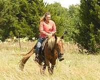 sorrel-endurance-horse