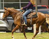 sorrel-rocky-mountain-gelding
