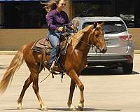 trail-riding-rocky-mountain-horse