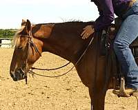 trail-rocky-mountain-horse