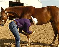 sorrel-ranch-horse