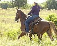 sorrel-ridden-western-horse