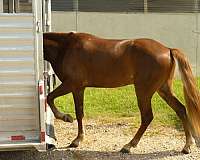sorrel-trail-horse