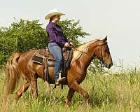 sorrel-trail-riding-horse
