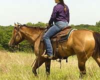 breeding-quarter-horse