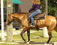 husband-safe-quarter-horse