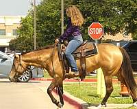 penning-quarter-horse