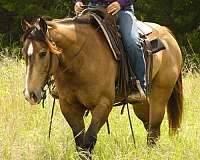 ranch-quarter-horse