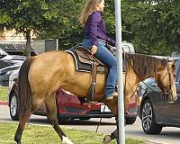 reined-cow-quarter-horse